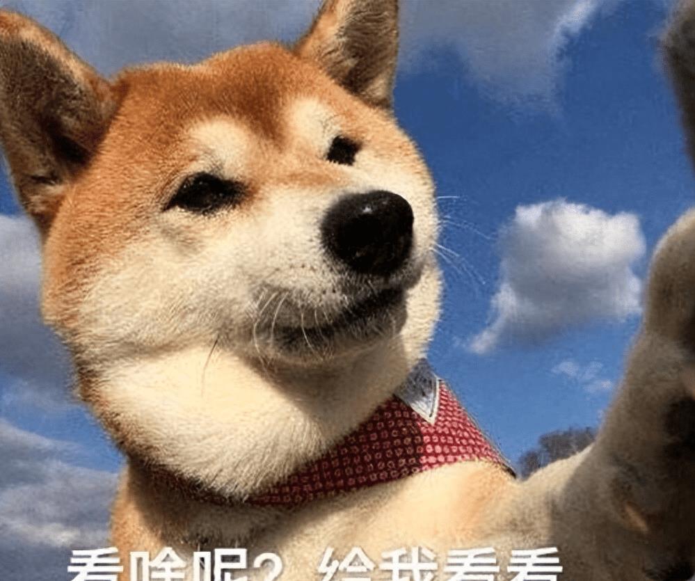 狗狗突然疯狂舔地板呕吐怎么回事,狗狗最近老是到处舔是什么原因