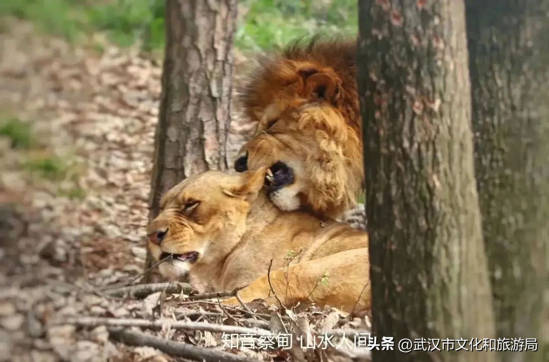 又红又大的草莓欢迎采摘,最近的草莓采摘在哪里