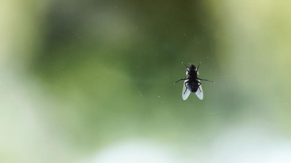 苍蝇也有生存权？艺术家的灭蝇装置被动保组织喷下架