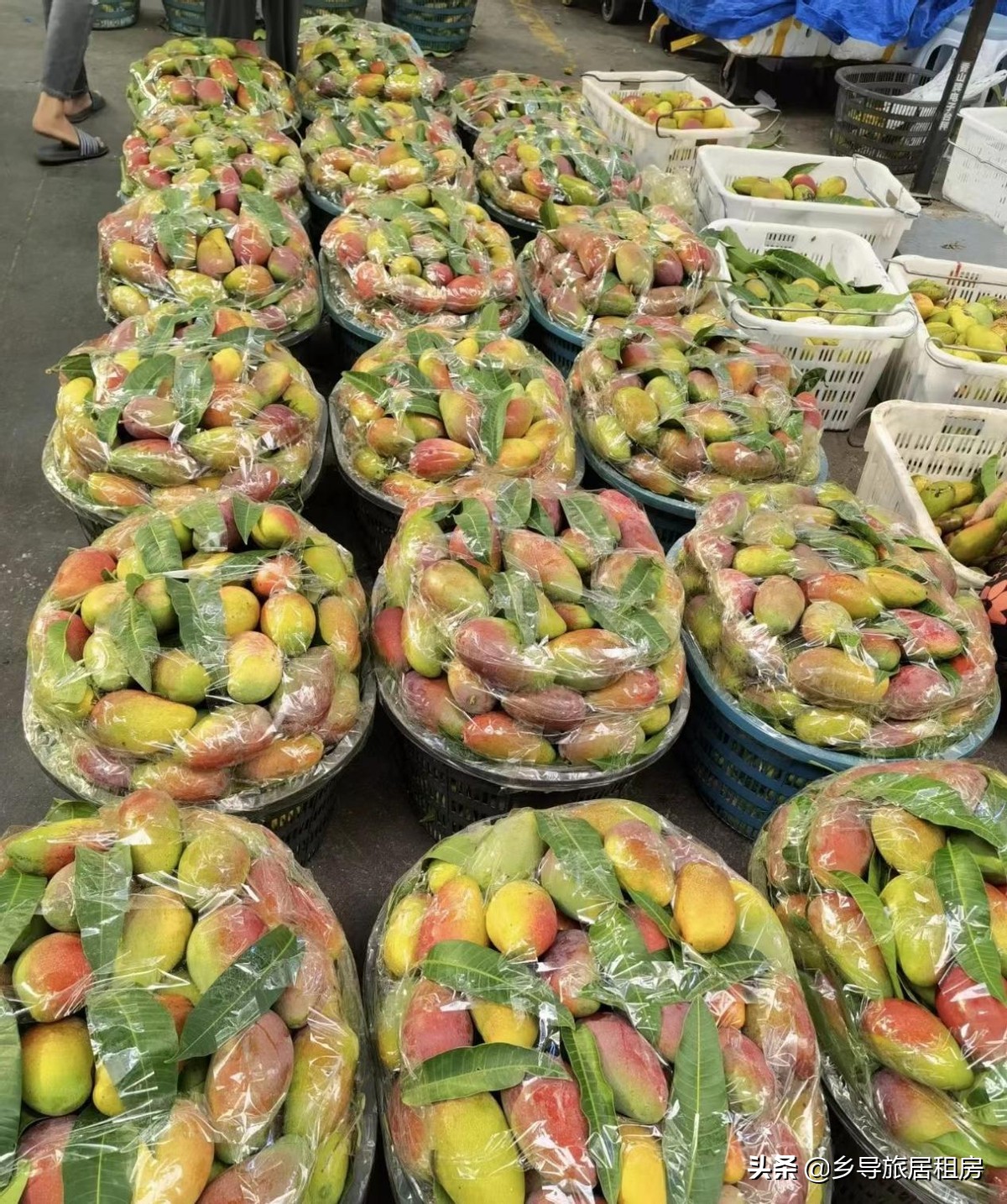 在三亚买芒果攻略,三亚旅游买芒果