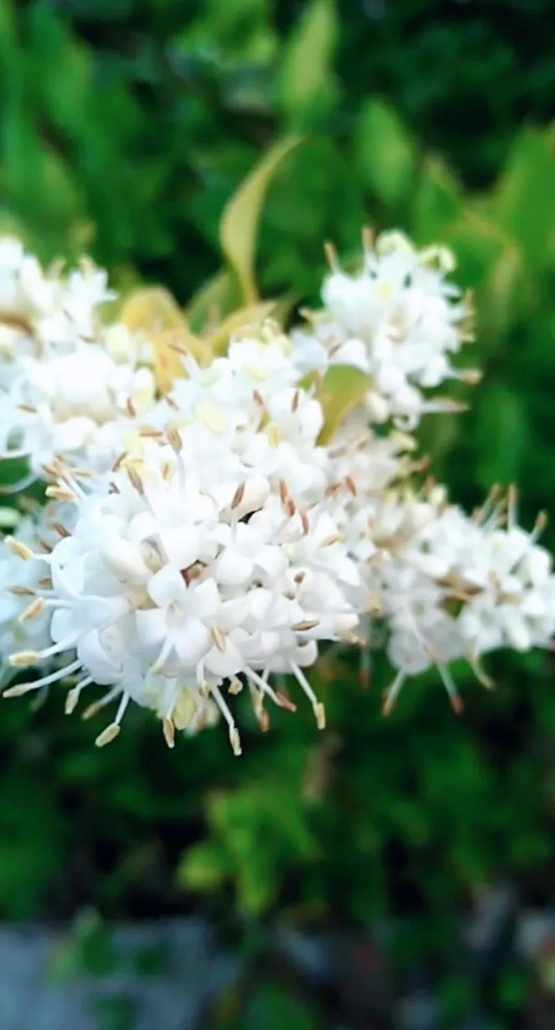 女贞子图片树木,女贞子树彩图