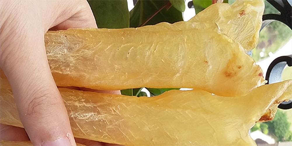 鱼胶适合啥时候做,什么品种的鱼胶适合平时吃