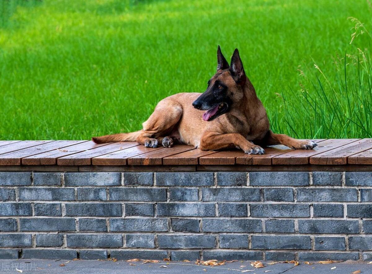 养狗一直不被狗抓,养狗不拴绳老是追人去哪里投诉