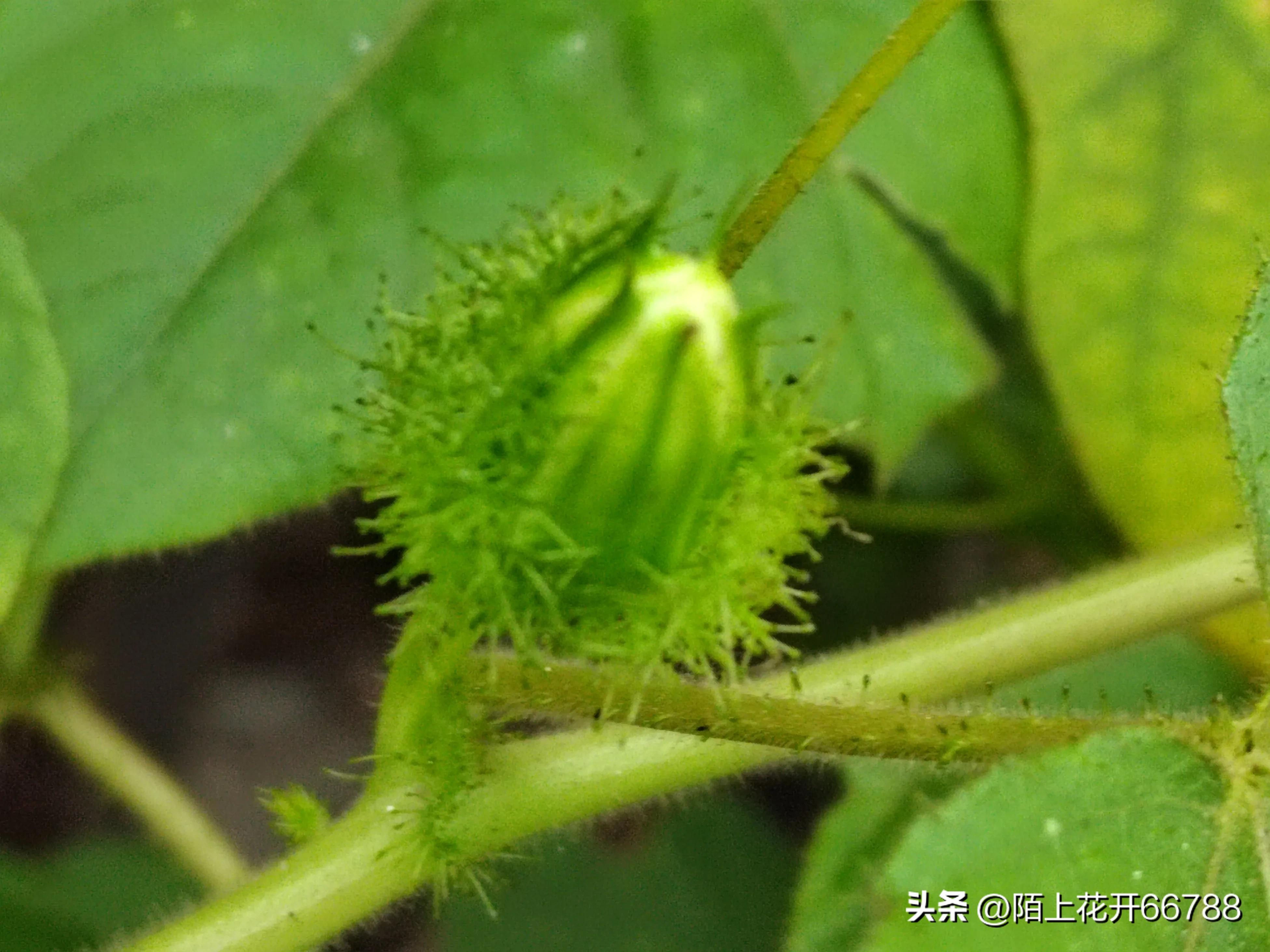 靠独特香味吸食昆虫的龙珠花精美绝伦，果实药用价值很高