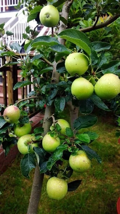 适合家庭院子种植的大型果树,适合阳台种植的果树结果多