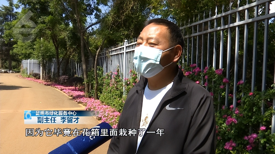 何必远游，昆明这些路上的美景就美呆