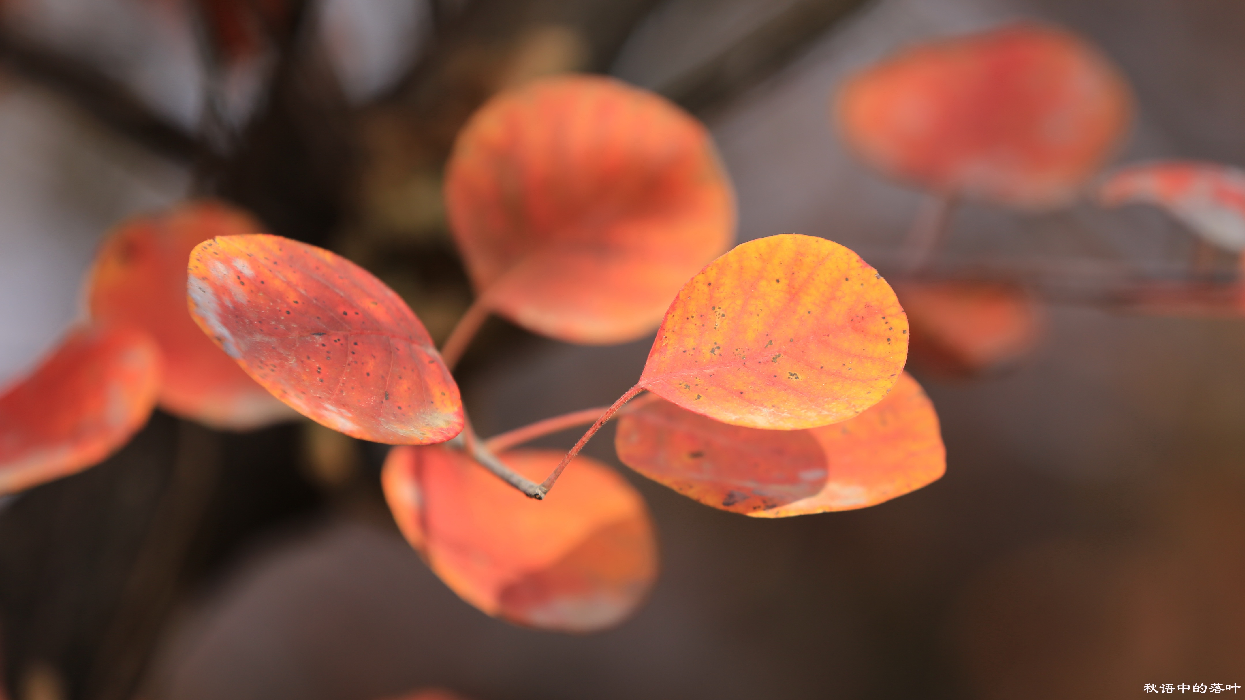 药王谷风景区赏花,快趁着秋天来打卡慕田峪看红叶呀