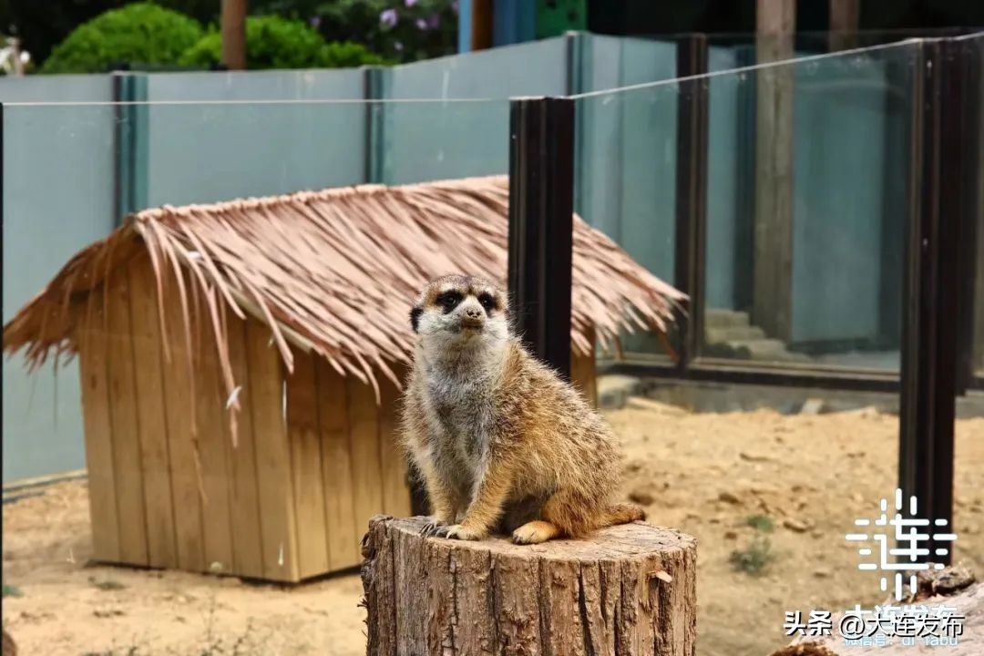 最新旅游景区发展,杭州大明山风景区五一攻略