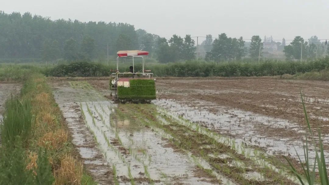 为什么说季节已到抓紧种稻,季节到了地里又开始忙了