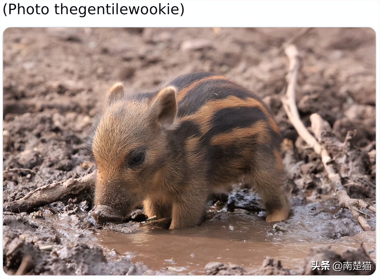 分享各种各样的动物,保证你没见过的20种新动物