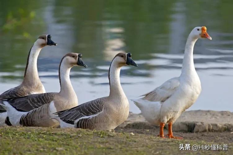 鹅粪真能杀蛇,中国民间故事蛇为什么不可以杀死