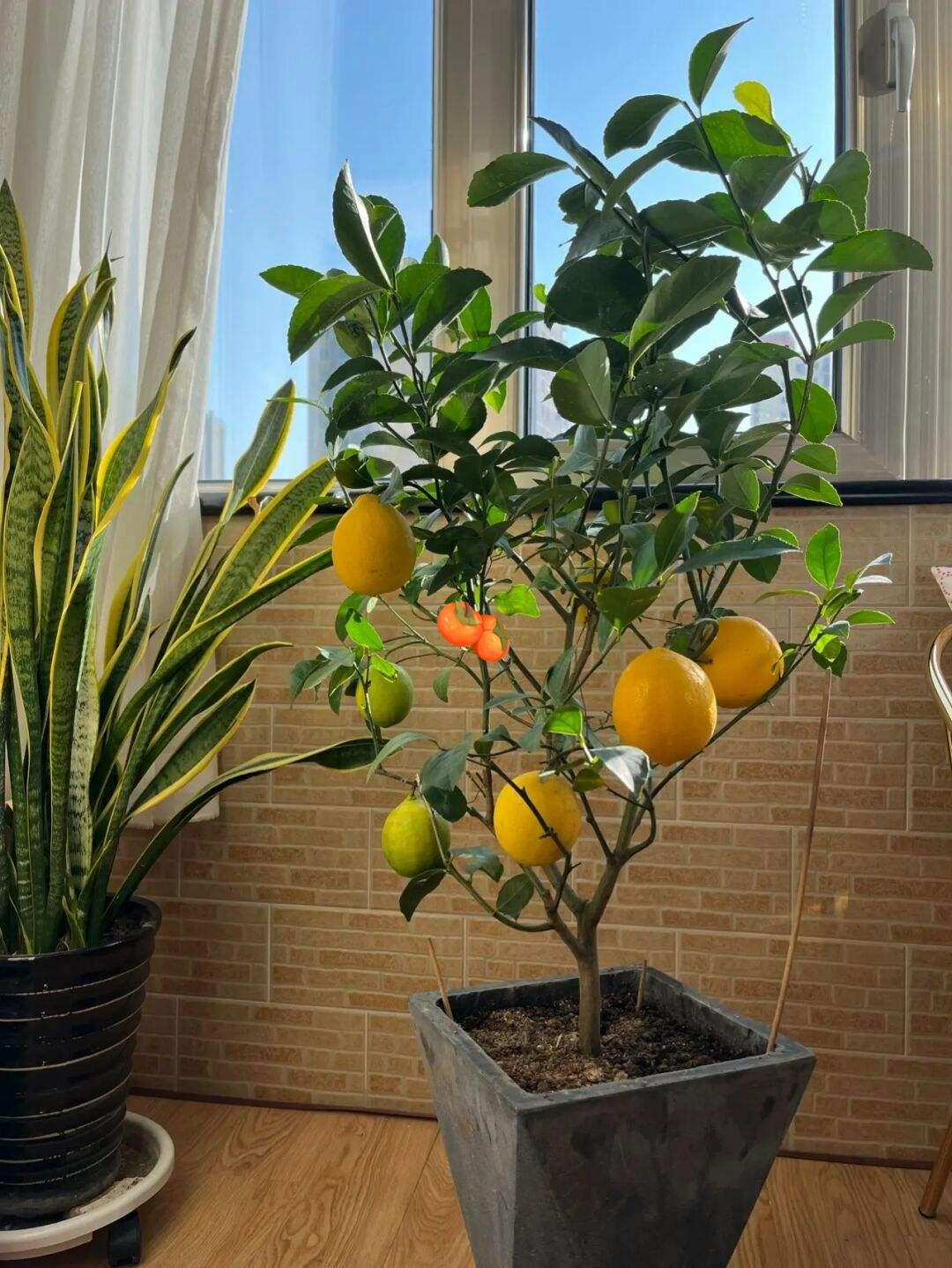 养花什么花是喜酸的,喜酸的花怎么养