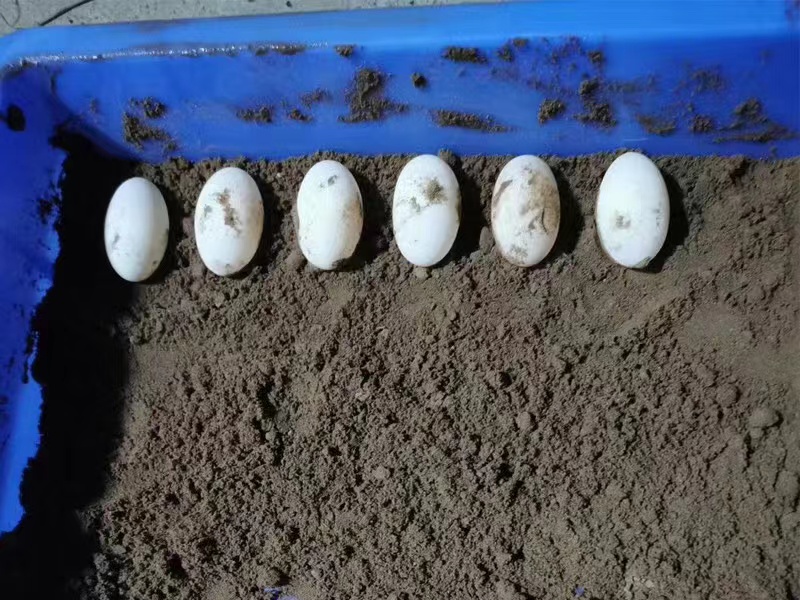 黄缘龟和黄喉拟水龟的区别,黄缘龟是陆龟还是水龟