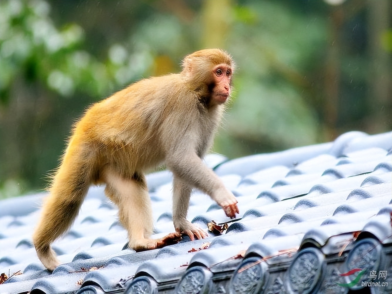 母猴打死猴宝宝,母猴暴打猴子幼崽