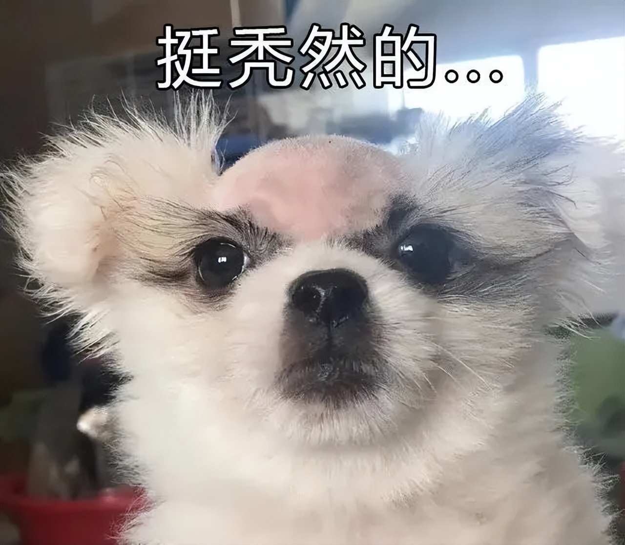 狗狗毛发少怎么办,狗狗毛特别稀少怎么办