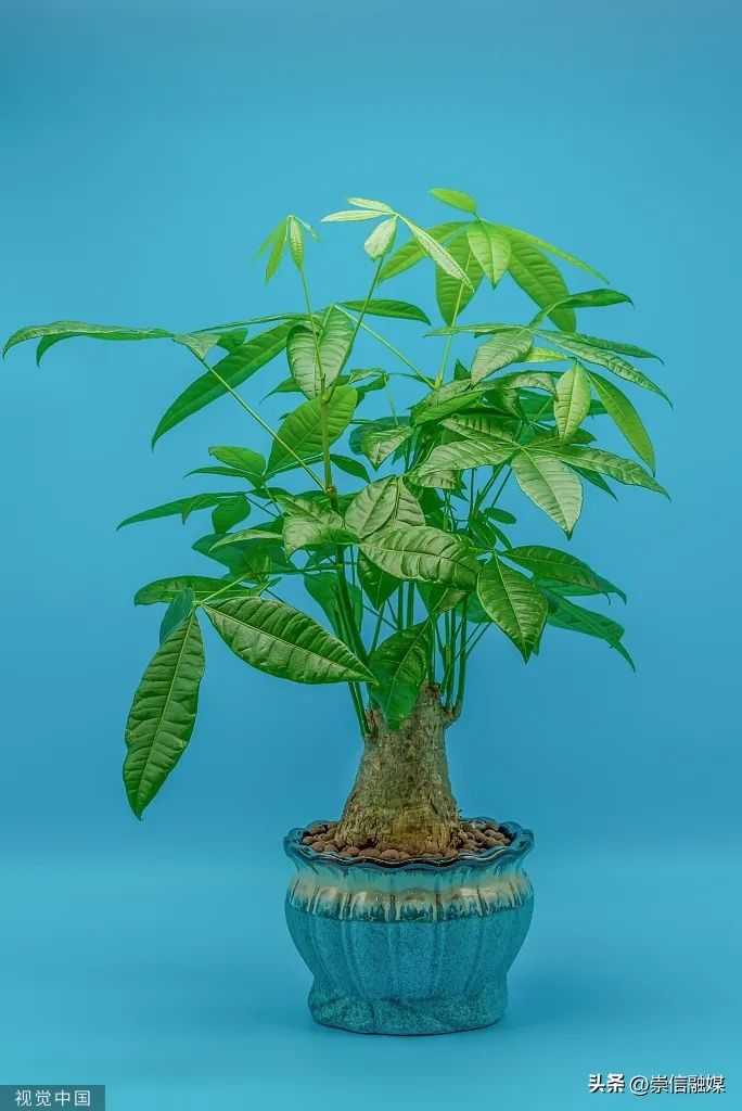 养的植物半死不活,十大养不死的植物排名