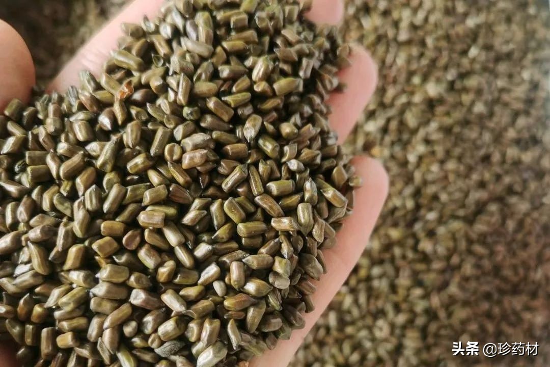 中药材市场快讯,黄连市场快讯