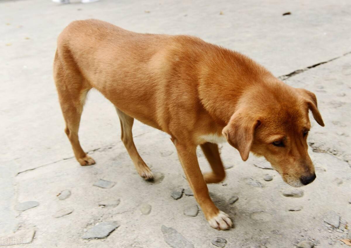 狗狗有这几种表现说明是在保护你,有这些特征的狗狗天生就旺主人