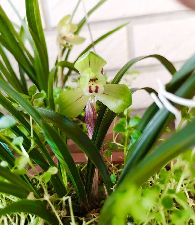 兰花老苗开花后第二年还能开花,兰花长期不分株