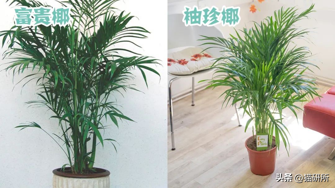 养猫可以养什么绿植,养猫不可以养的大型绿植