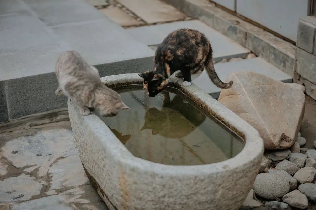 猫掉缸里怎么办,猫咪老是掉缸怎么办