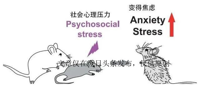 你压力大吗？赶紧睡一觉，这或许是最快的解决方法