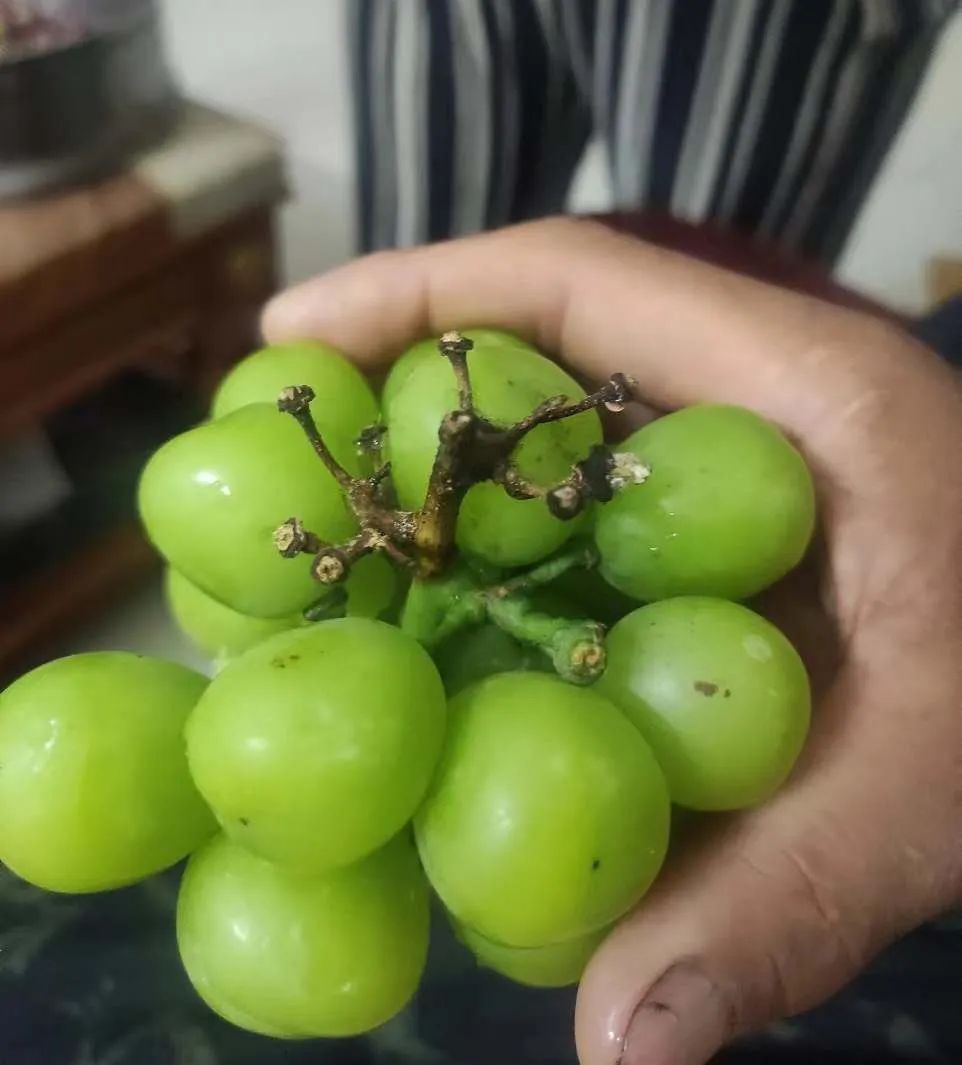 葡萄掉粉很严重,葡萄掉粒严重怎么回事