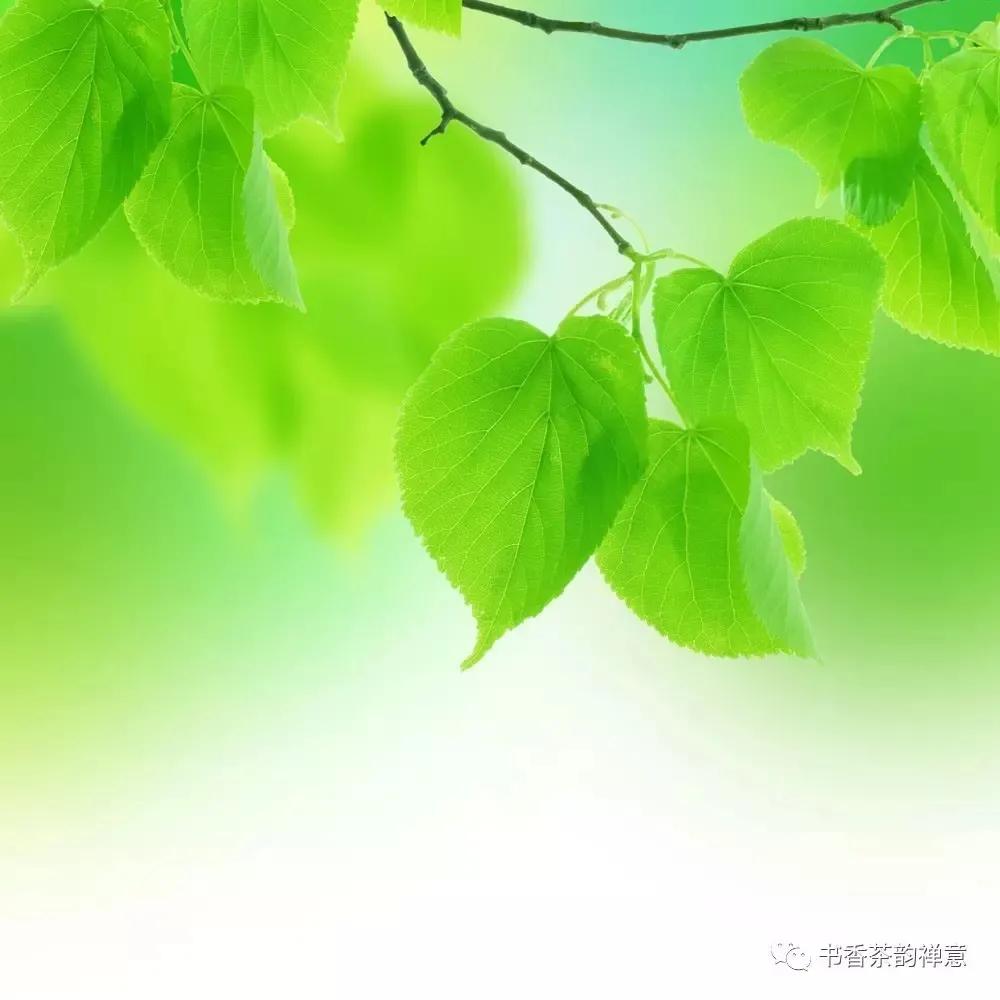 雨天喝茶去哪里,雨天周末喝茶