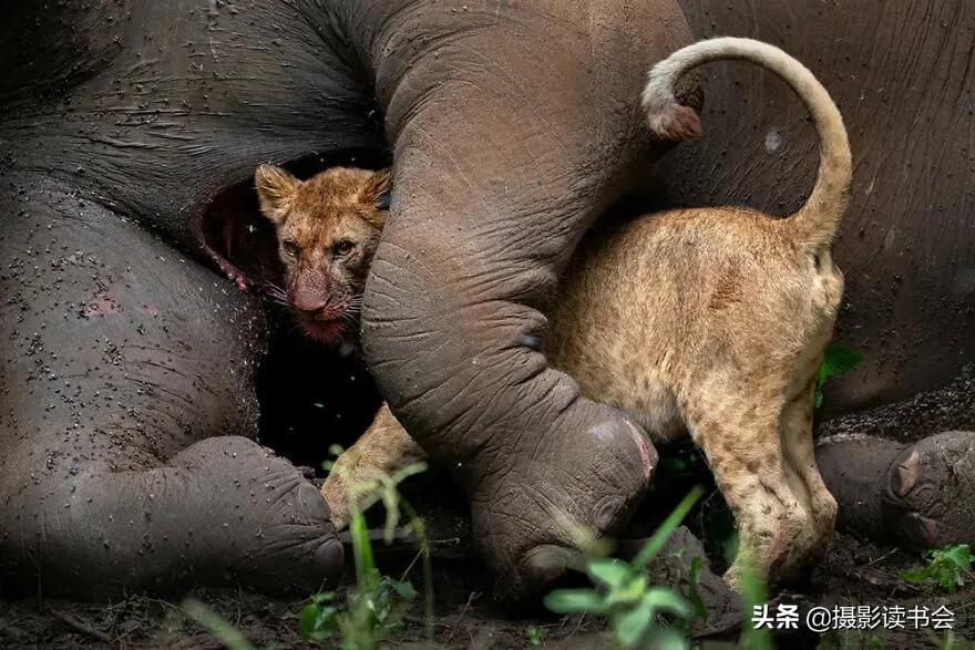 2018年度最佳摄影照片,创造出令人惊叹的自然摄影照片