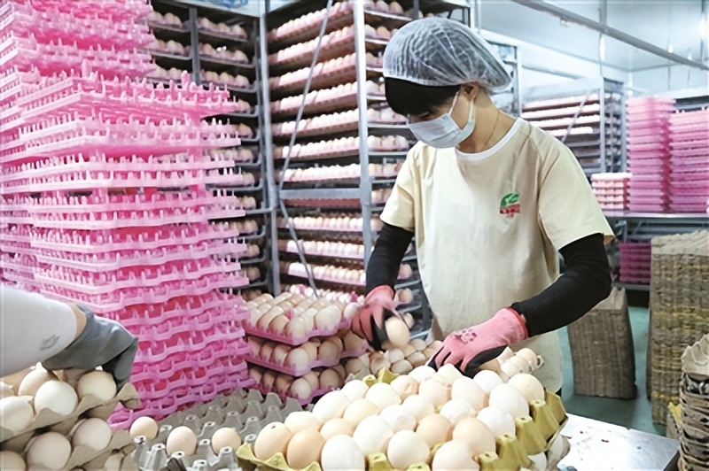 鸡雏孵化“啄”开致富路——四平“耘垦”科技赋能孵化产业见闻