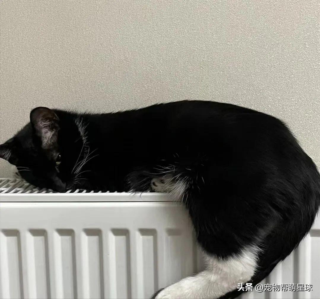 猫咪过冬取暖神器,冬天猫咪取暖神器