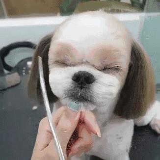 中国本土犬种盘点篇:不输外来犬种