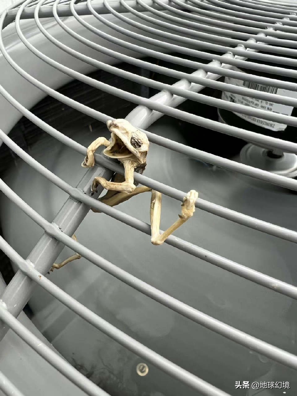 27张惊悚的动物照：青蛙被鼓风机活活风干，海鸥当街活吞大老鼠