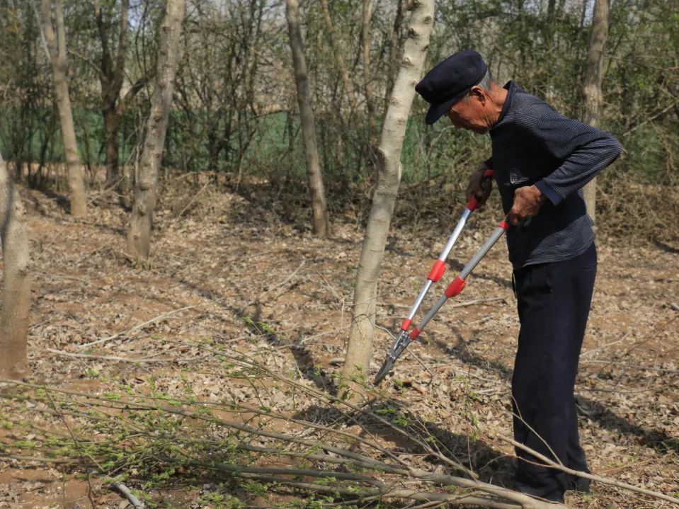 特色产业助力乡村振兴|鄌郚杜仲“小”雄花助农“大”增收