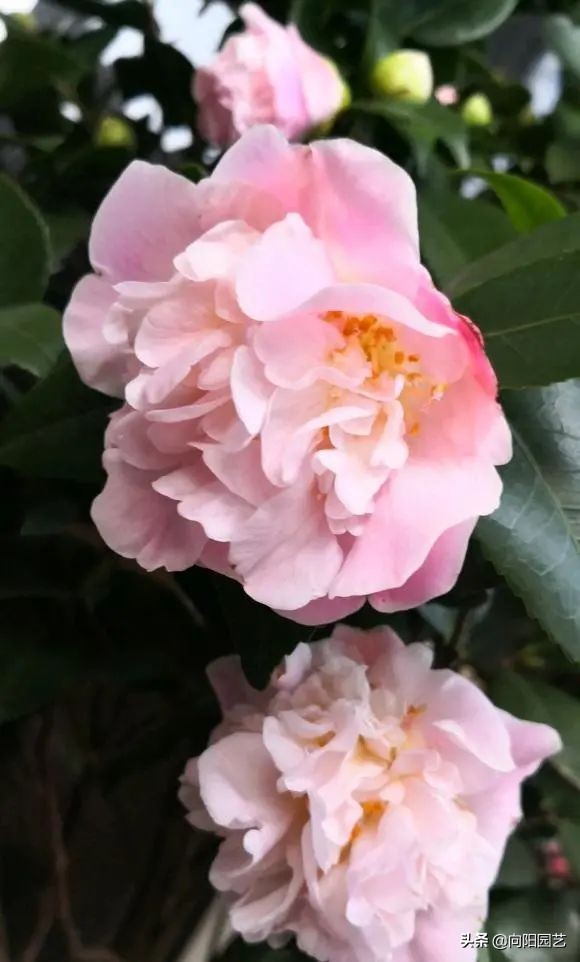 室内好养的香花,适合室内养的有香味的花四季