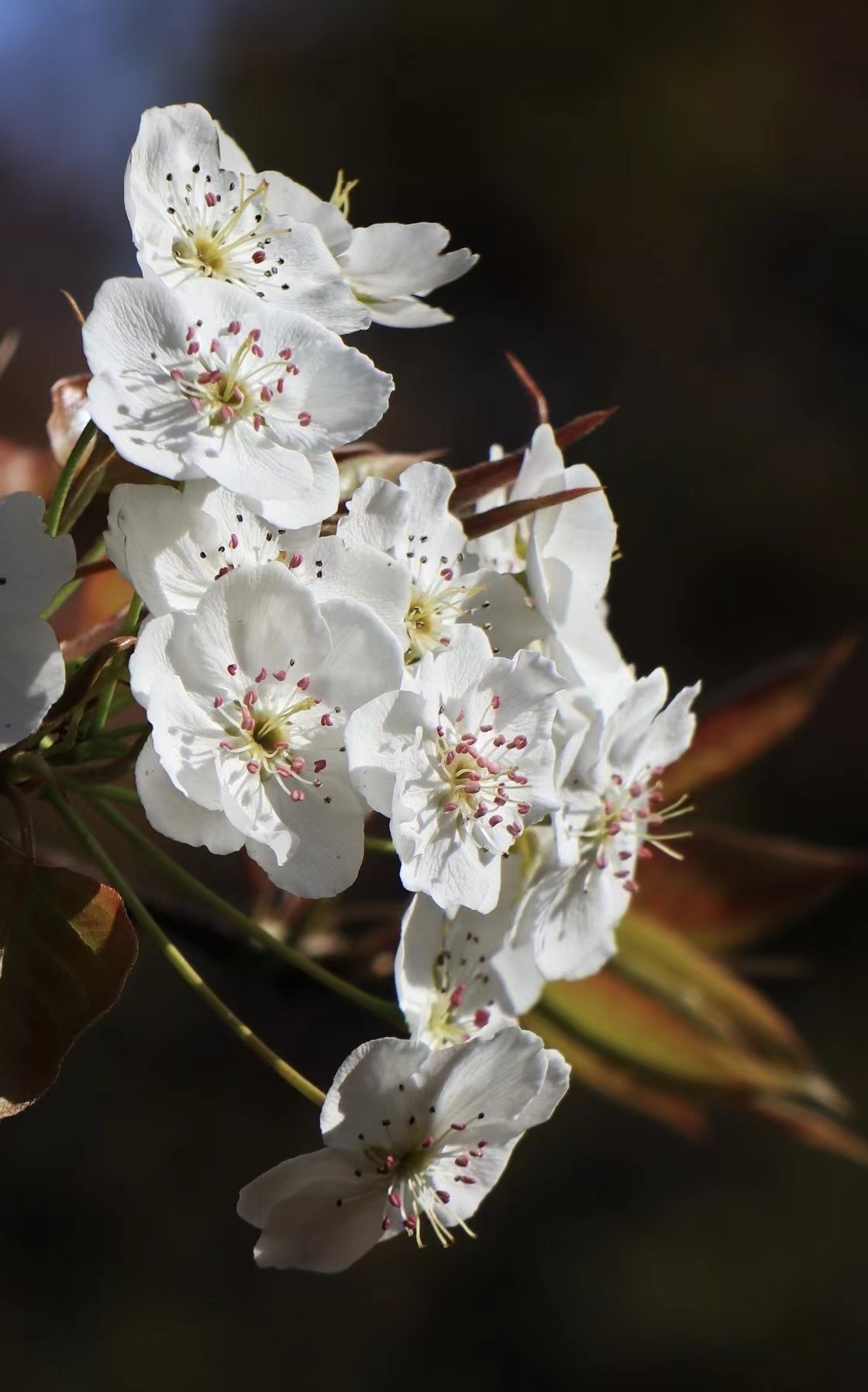 踏青寻找春季最美的时光,寻找最美春天春花烂漫正当时