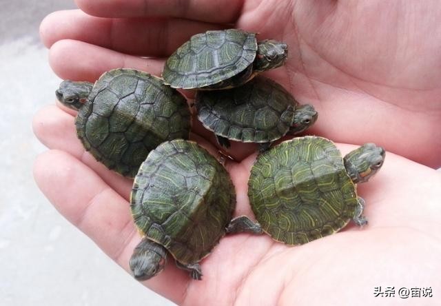 巴西彩龟养殖方法和注意事项,巴西翠龟品种