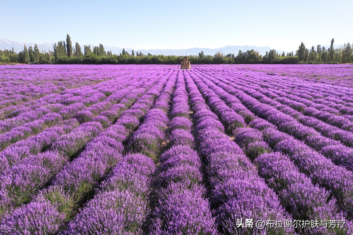 真实薰衣草——浸润滋养