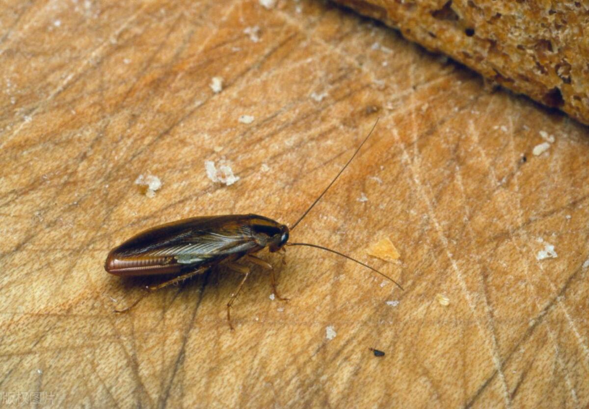 怎样全部消灭蟑螂,有什么好方法灭蟑螂