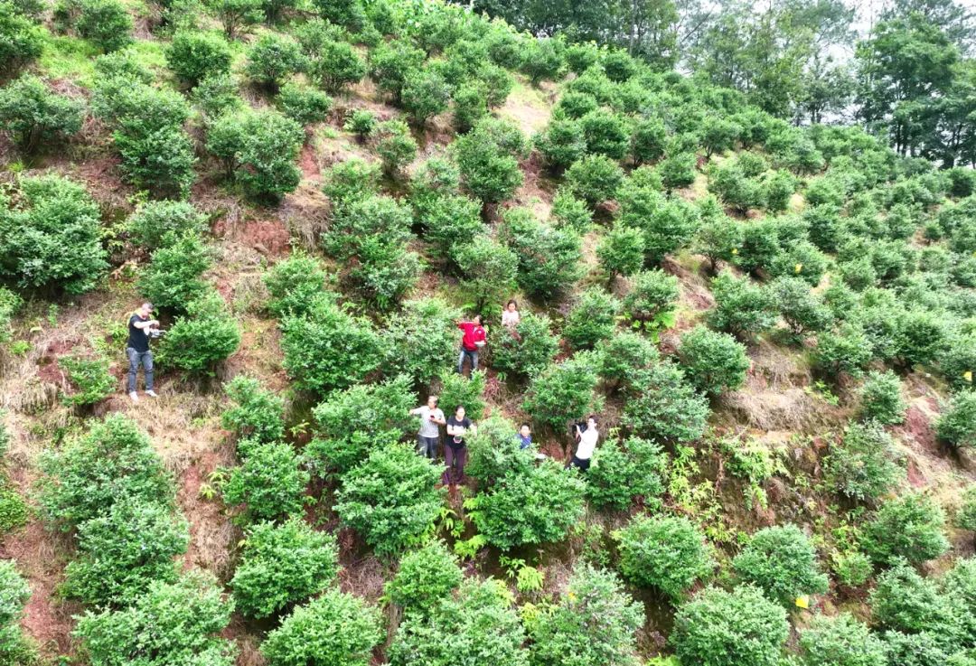 上兴蓝莓采摘,高县复兴镇上坝村
