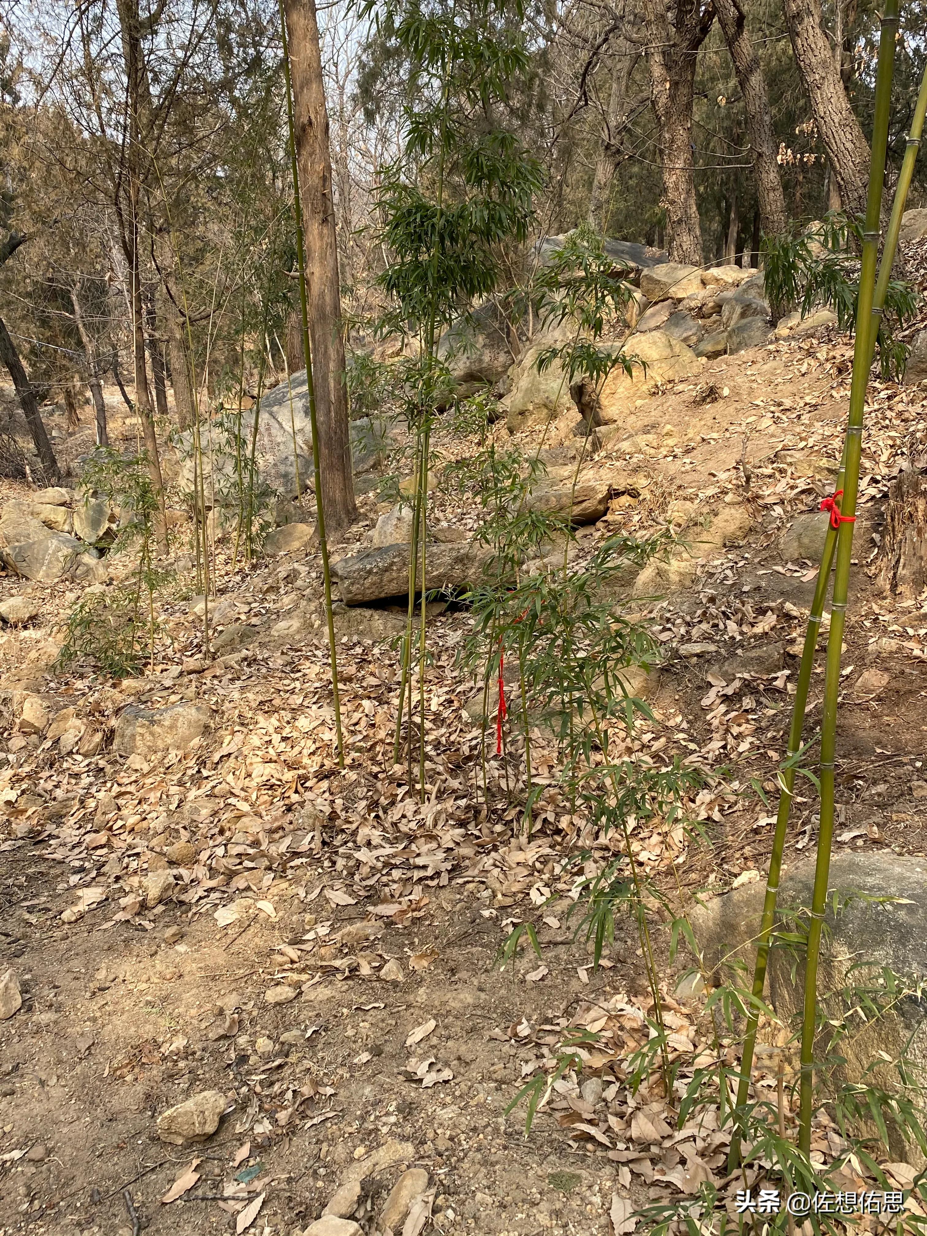 山东*安泰**普照寺东边的“荷花荡”是正在逐步修复吗？