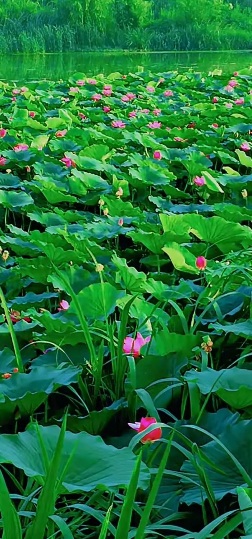 夏至荷花荷叶图片,夏至时节荷花正美图片