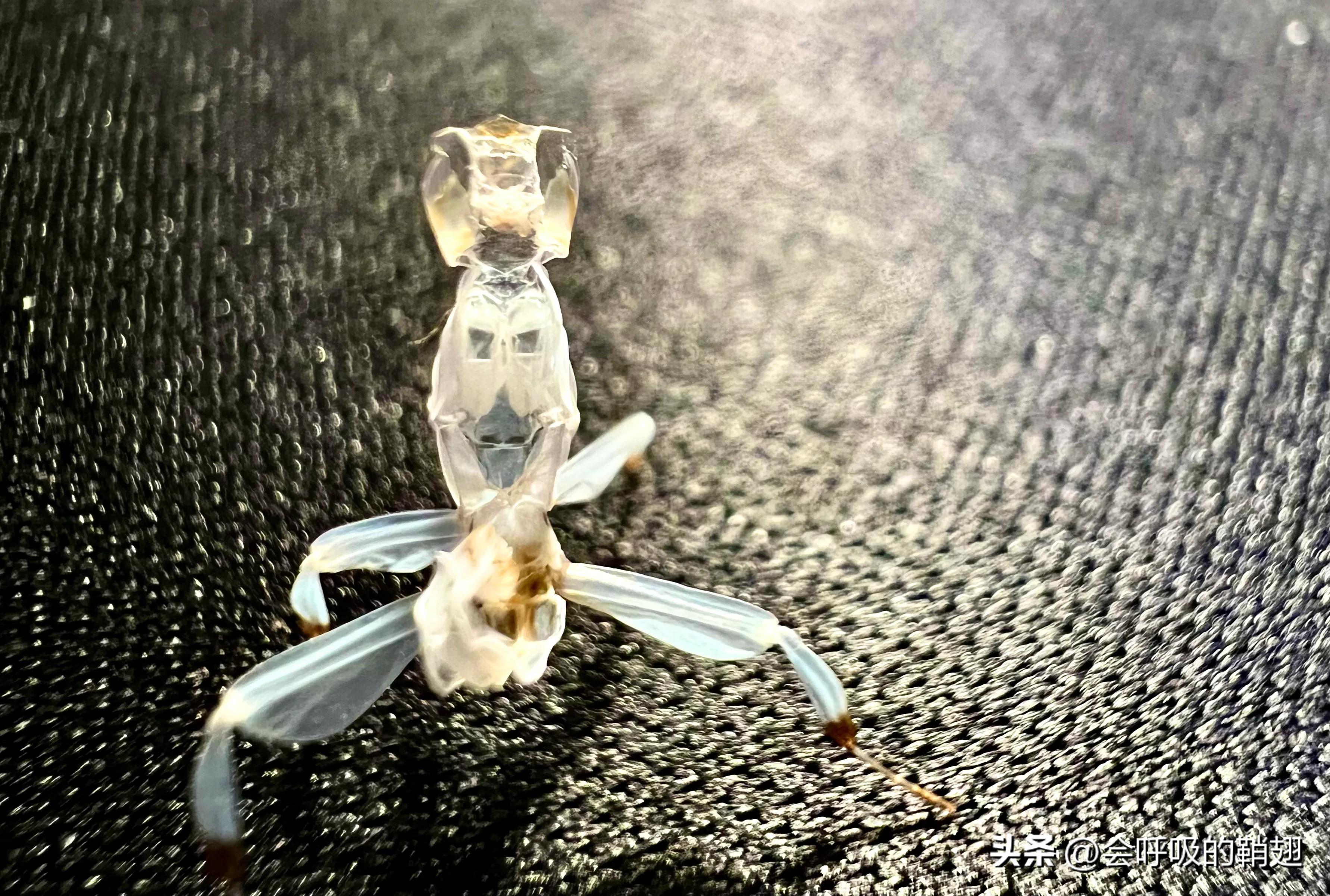 大蚕蛾饲养记录,华尾大蚕蛾饲养方法