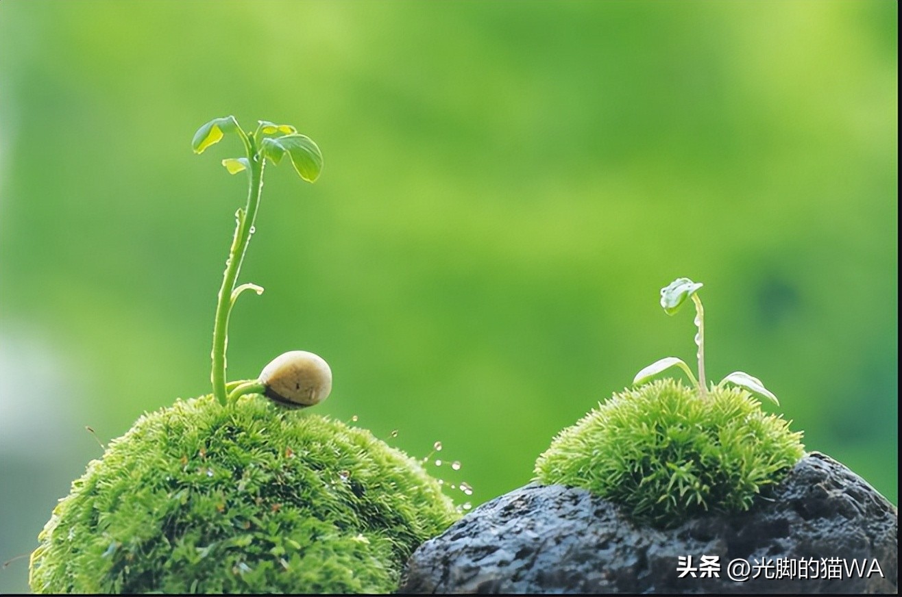 描写秋天的小草五言诗句,描写小草一年四季变化的诗句