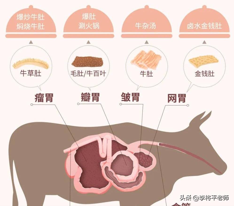 为什么外国人养牛在牛身上开个洞,现在的奶牛都在牛身上开洞吗