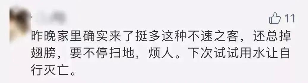 宜昌出现大量小飞虫,突然出现大量小飞虫