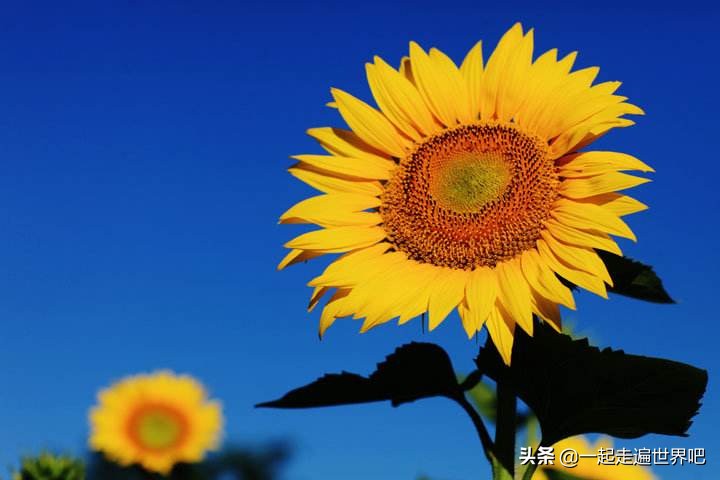 南沙黄山鲁森林公园一日游,广州南沙古港一日游攻略