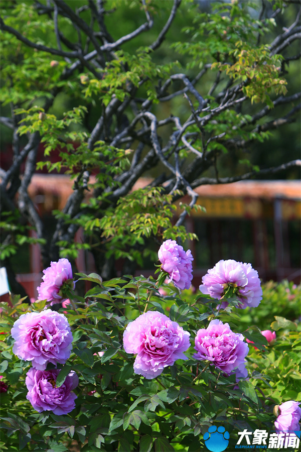 花开时节动京城最美不过洛阳城,四月洛阳美如画千年帝都是花城