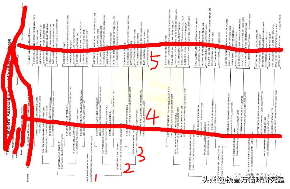 买猫防坑价格,买猫怎么挑选健康猫