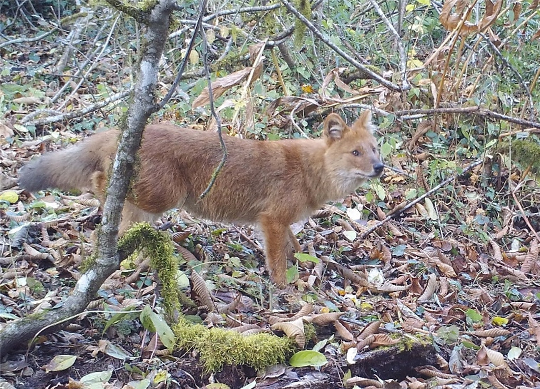 祁连山发现猛兽,祁连山发现300多只野生马鹿